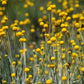 20 Yellow BILLY BUTTONS / WOLLYHEADS Craspedia Globosa Flower Seeds