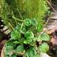 1000 CHINESE PLANTAIN Plantago Asiatica Herb Flower Seeds