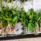1000 CHINESE PLANTAIN Plantago Asiatica Herb Flower Seeds