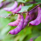 10 Ruby Moon HYACINTH BEAN Lablab Purpureus Blue Purple White Flower Ornamental Vine Seeds