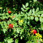 10 Yellow MANCHU ROSE Bush Rosa Xanthina Hummingbird Flower Seeds