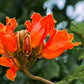 15 Red AFRICAN TULIP TREE (Fire Tree / Flame of the Forest / Fountain Tree) Spathodea Campanulata Seeds
