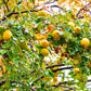 20 Chinese QUINCE FRUIT TREE Chaenomeles Sinensis Pseudocydonia Fruit Flower Seeds Thornless