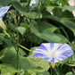 40 CARNEVALE di VENEZIA MORNING GLORY Pink & Purple with White Stripes Ipomoea Purpurea Flower Vine Seeds