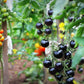 50 PURPLE CHERRY TOMATO Lycopersicon Indeterminate Fruit Vegetable Seeds