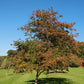 50 WASHINGTON HAWTHORN Crataegus Phaenopyrum Mayflower Shrub Tree Edible Fruit & White Flowers Seeds