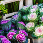 60 ORNAMENTAL KALE MIXED Colors Brassica Oleracea Flower Seeds