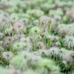 50 PULSATILLA Chinensis / Chinese Purple PASQUE Flower ANEMONE Herb Seeds