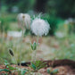 50 PULSATILLA Chinensis / Chinese Purple PASQUE Flower ANEMONE Herb Seeds