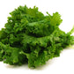 500 OLD FASHIONED MUSTARD Ragged Edge Brassica Juncea Vegetable Seeds