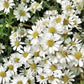 100 WHITE HEATH ASTER Prairie Ericoides Flower Seeds