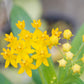 10 SILKY GOLD MILKWEED Butterfly Weed Asclepias Curassavica Monarch Flower Seeds