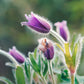 50 PULSATILLA Chinensis / Chinese Purple PASQUE Flower ANEMONE Herb Seeds