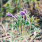 50 PULSATILLA Chinensis / Chinese Purple PASQUE Flower ANEMONE Herb Seeds
