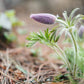 50 PULSATILLA Chinensis / Chinese Purple PASQUE Flower ANEMONE Herb Seeds