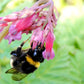 10 BLEEDING HEART - PINK Old Fashioned Dicentra Formosa Shade Flower Seeds
