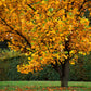 15 TULIP POPLAR TREE Yellow Flower Liriodendron Tulipifera Whitewood Seeds