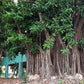 50 BANYAN / BANYAN FIG TREE East Indian Ficus Benghalensis Aerial Root Houseplant Seeds