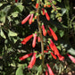 150 Eatons RED FIRECRACKER PENSTEMON Eatonii Native Hummingbird Flower Seeds