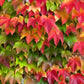 10 BOSTON IVY ( Bostonian Ivy / Wall Ivy ) Parthenocissus Tricuspidata Veitchii Vine Flower Seeds