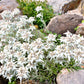 50 EDELWEISS Leontopodium Alpinum White Flower Seeds