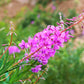 300 FIREWEED / ROSEBAY (Great Willowherb) Epilobium Angustifolium Flower Seeds