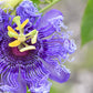 10 Purple PASSION FLOWER Passion FRUIT Granadilla Passiflora Incarnata Vine Seeds