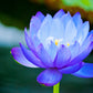 3 Organic Mixed Colors LOTUS Nelumbo Nucifera Pond Water Lily Lilypad Blue Red Flower Large Seeds