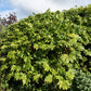 10 JAPANESE FATSI Shrub Flower Paperplant Fatsia Aralia Japonica Seeds