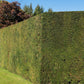 10 ENGLISH YEW Taxus Baccata Tree Shrub Conifer Sun or Shade Red Ornamental Berry Seeds