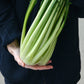 250 CICORIA CATALOGNA Puntarelle Chicorium Chicory Vegetable Seeds
