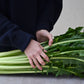 250 CICORIA CATALOGNA Puntarelle Chicorium Chicory Vegetable Seeds