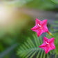 50 CYPRESS VINE MIX Ipomoea Quamoclit Convolvulus Hummingbird Star Morning Glory Cardinal Creeper Flower Seeds - Mixed Colors Red Pink White