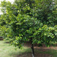 1 NUTMEG TREE Seed Myristica Fragrans Pala MACE Fruit Nut Pumpkin Pie Spice