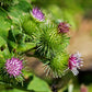 200 Great BURDOCK Arctium Lappa (Edible Burdock / Cockle-Button / Beggar's Buttons) HERB Flower Seeds