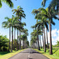 10 Florida ROYAL PALM Roystonea Regia Tree Houseplant Seeds