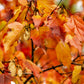 20 Tatarian FLAME MAPLE TREE Red Acer Tataricum Seeds