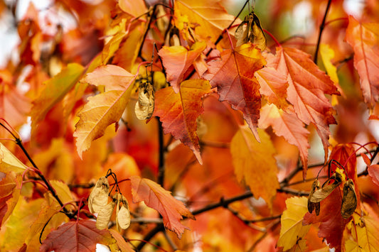 20 Tatarian FLAME MAPLE TREE Red Acer Tataricum Seeds