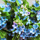 10 TWEEDIA BLUE MILKWEED Southern Star of Argentine Tweedia Caerulea syn. Oxypetalum Flower Vine Seeds