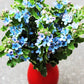 10 TWEEDIA BLUE MILKWEED Southern Star of Argentine Tweedia Caerulea syn. Oxypetalum Flower Vine Seeds