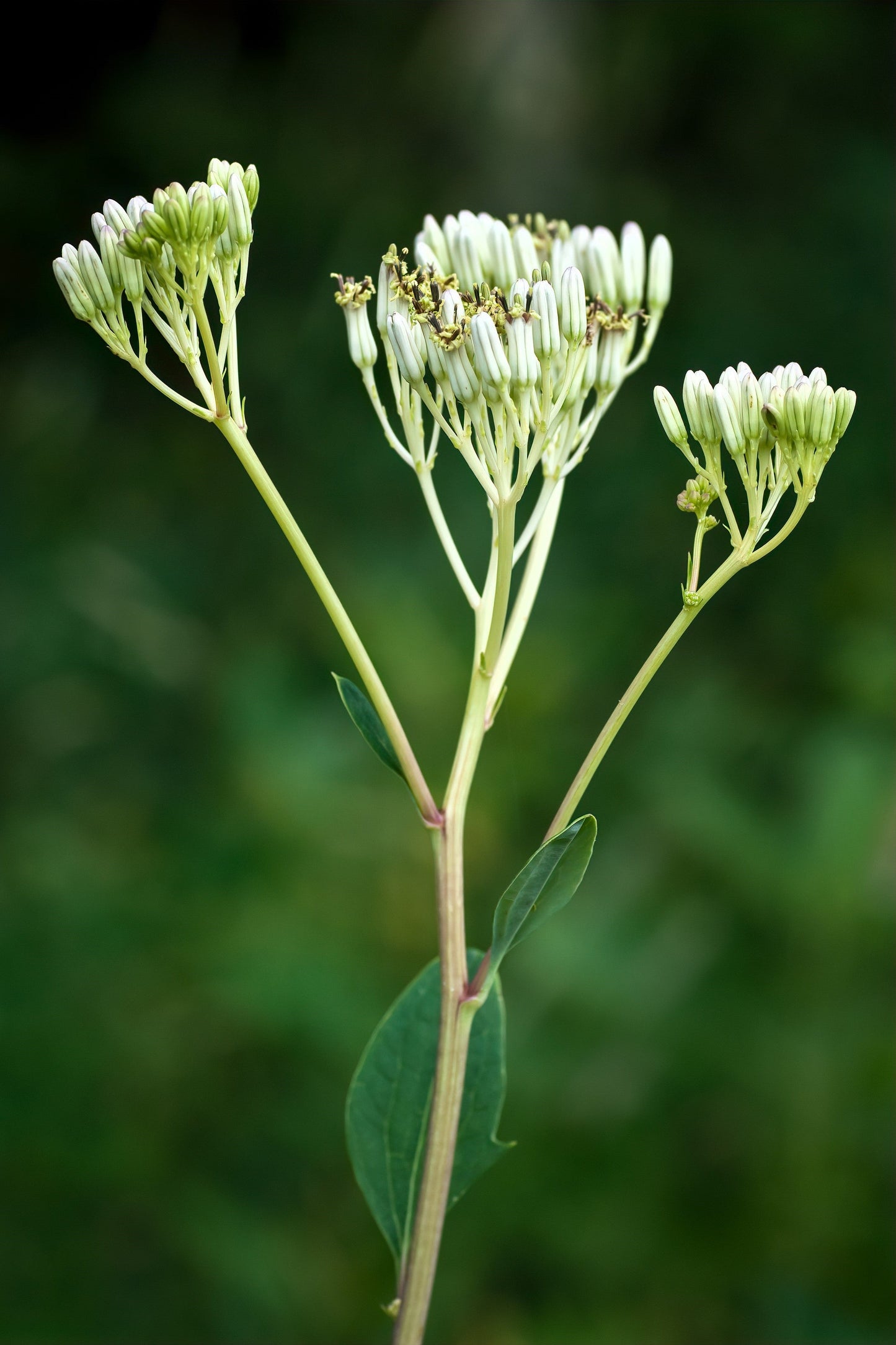 50 GREAT INDIAN PLANTAIN Cacalia Muhlenbergii White Flower Seeds