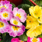 50 MIXED ENGLISH PRIMROSE Primula Vulgaris Acaulis Shade Houseplant Flower Seeds