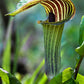 5 JACK IN THE PULPIT Arisaema Triphyllum Native Shade Flower Seeds