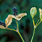 10 FRECKLEFACE BLACKBERRY LILY (Leopard Lily) Belamcanda Chinensis Iris Domestica Flower Seeds