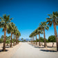 30 CALIFORNIA FAN PALM Tree Petticoat Arizona Desert Washingtonia Filifera Seeds