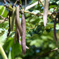 20 INDIAN TRUMPET Flower TREE (Midnight Horror / Broken Bones Plant / Tree of Damocles) Oroxylum Indicum Seeds