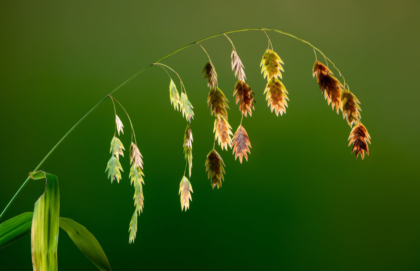 100 NORTHERN SEA OATS Grass Inland Chasmanthium Seeds