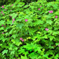 20 PURPLE FLOWERING RASPBERRY Thornless Edible Rubus Odoratus Fruit Berry Seeds
