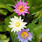 5 BOWL LOTUS Mixed Colors Dwarf Nelumbo Nucifera Aquatic Flower Seeds