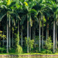 10 Florida ROYAL PALM Roystonea Regia Tree Houseplant Seeds